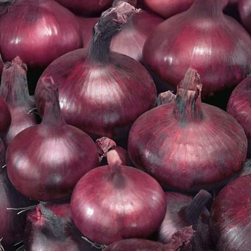 Red Onion 'Braunschweiger Dunkelblutrote'