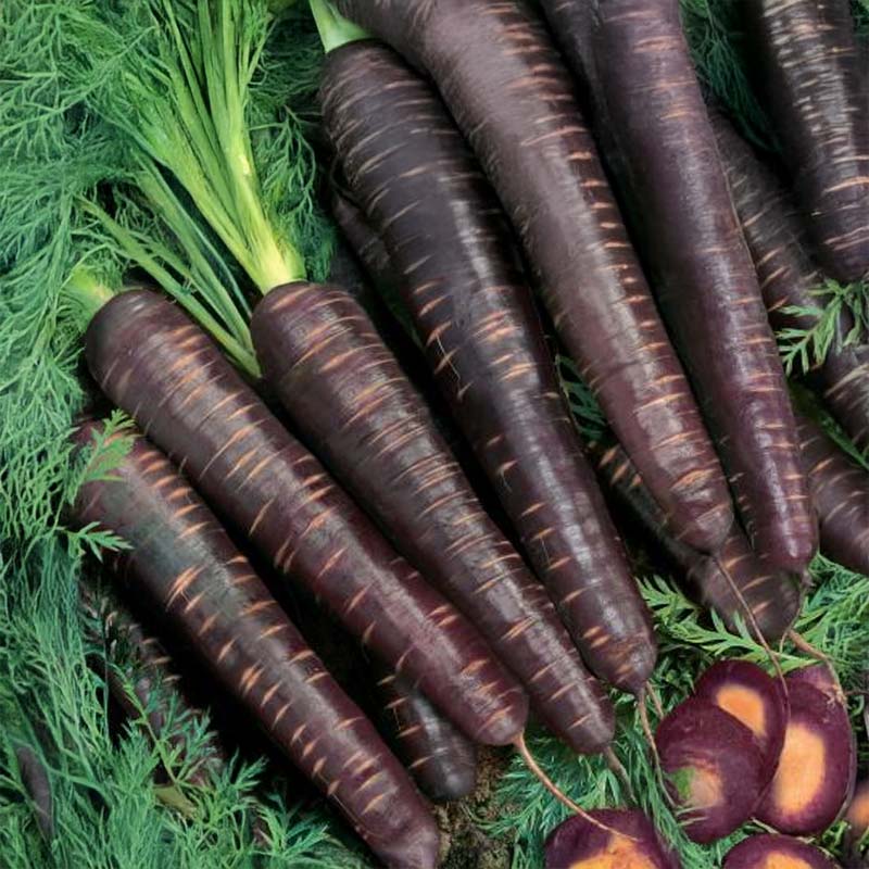 Summer Carrot 'Purple Haze' F1