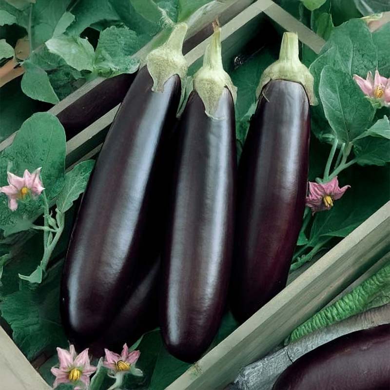 Eggplant 'Violetta lunga 3'