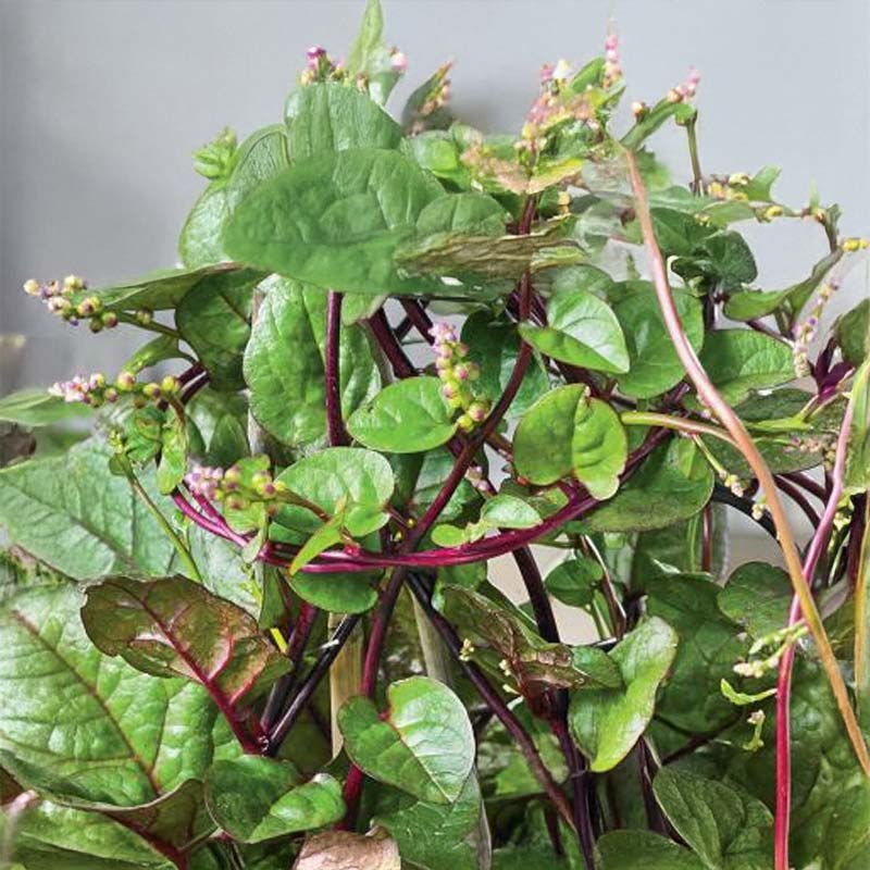 Malabar Spinach