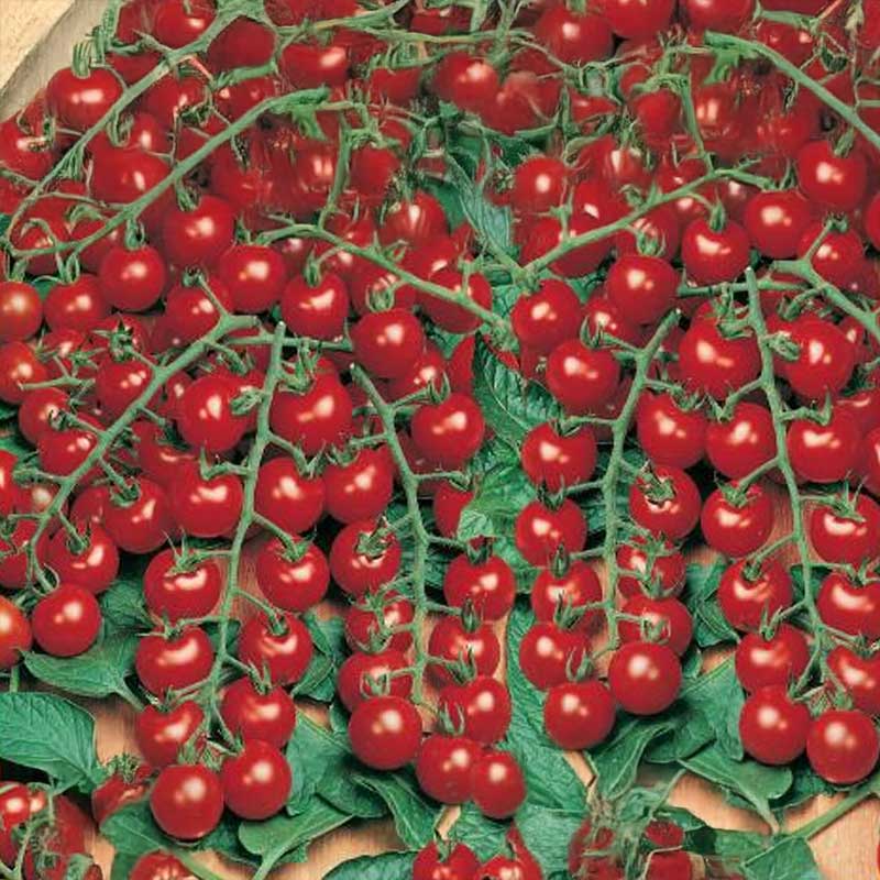 Tomato Vinbärstomat