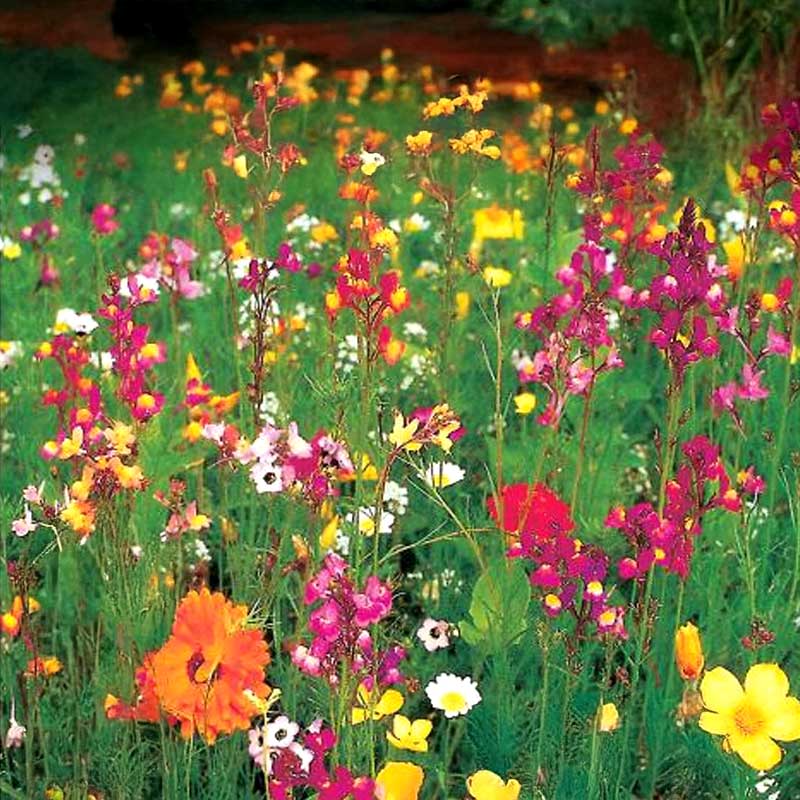 Flower Mix '1001 Nights Dream'