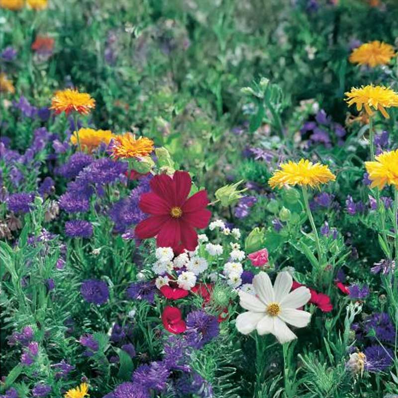 Flower Mix Meadow and Field