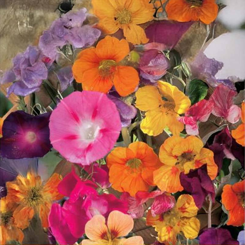 Flower Mix Climbing Plants