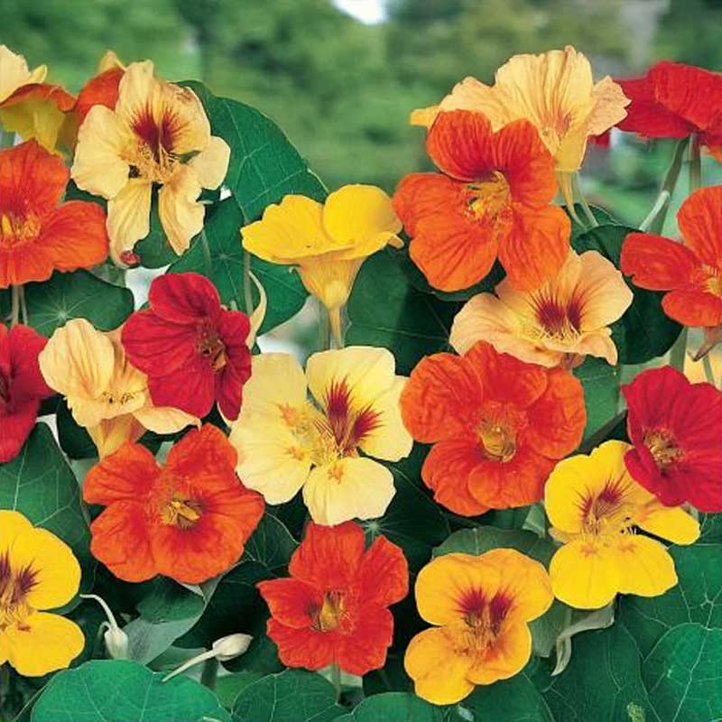 Nasturtium 'Roland'