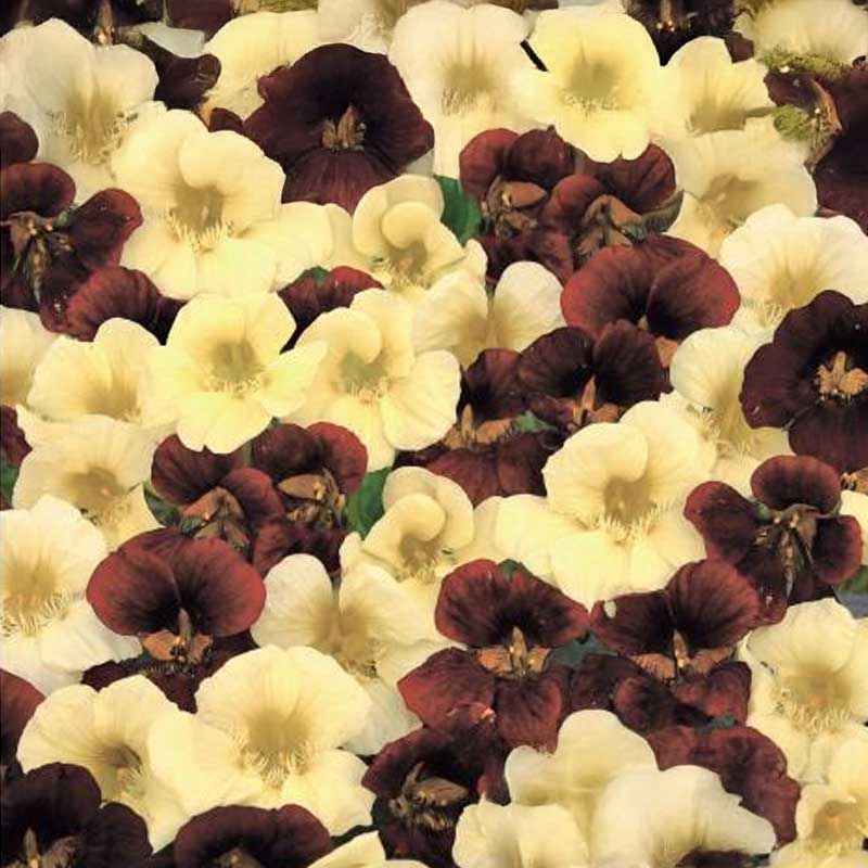 Nasturtium 'Night & Day'