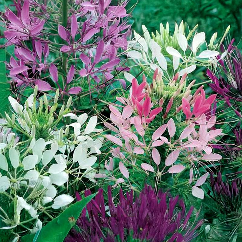 Spider Flower 'Spider'