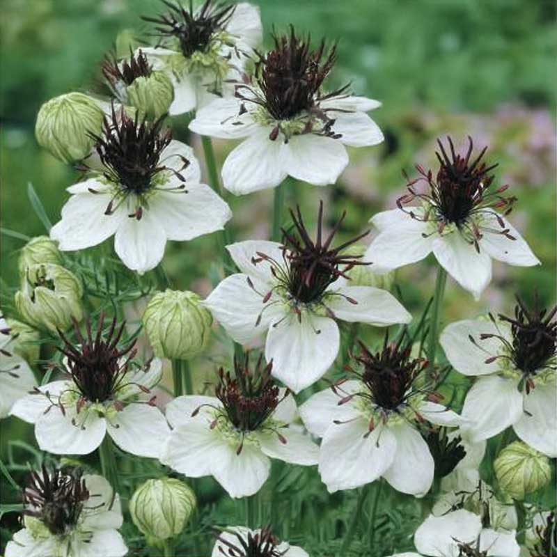 Love-in-a-Mist 'African Bride'