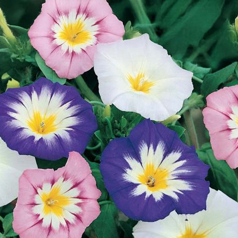 Morning Glory 'Shooting Star'