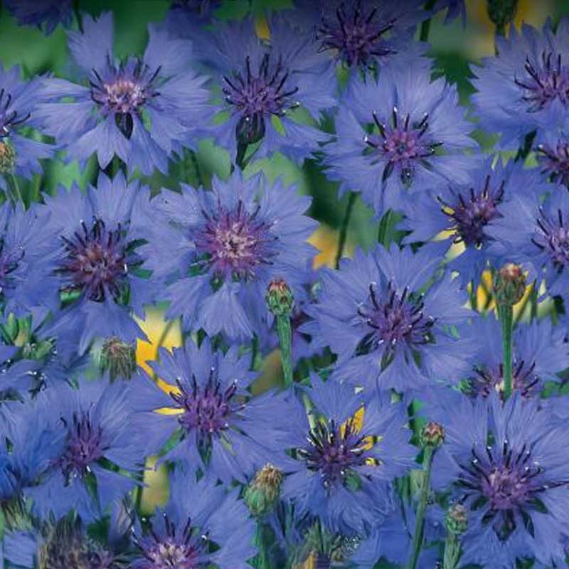 Cornflower 'Blue Heaven'