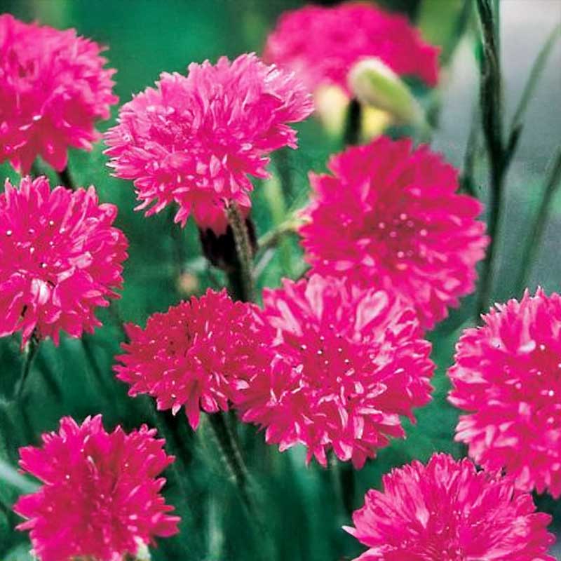 Cornflower 'Red Lola'