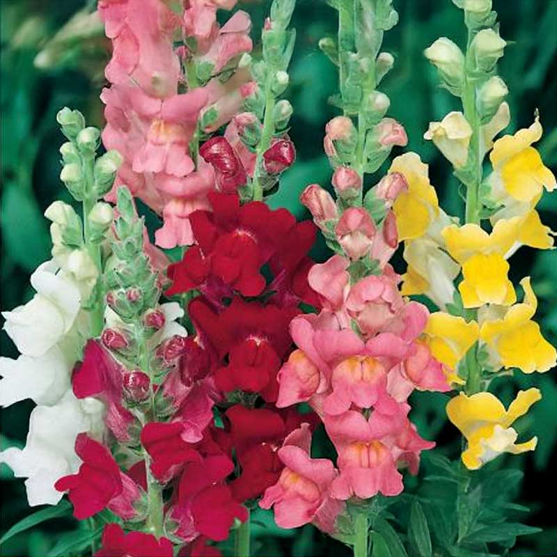 Snapdragon 'Joy'