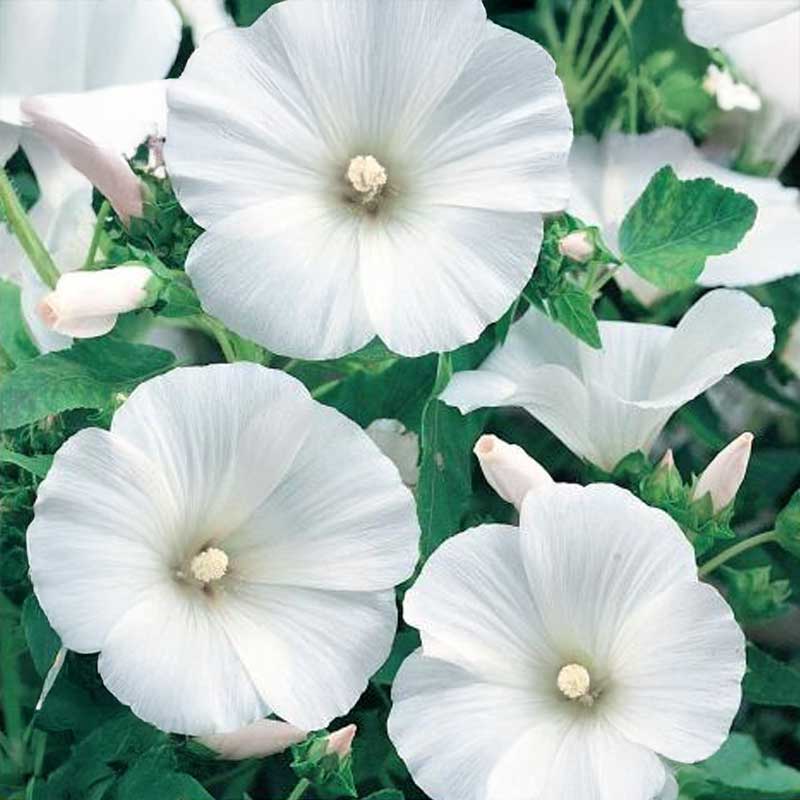Mallow 'Mont Blanc'