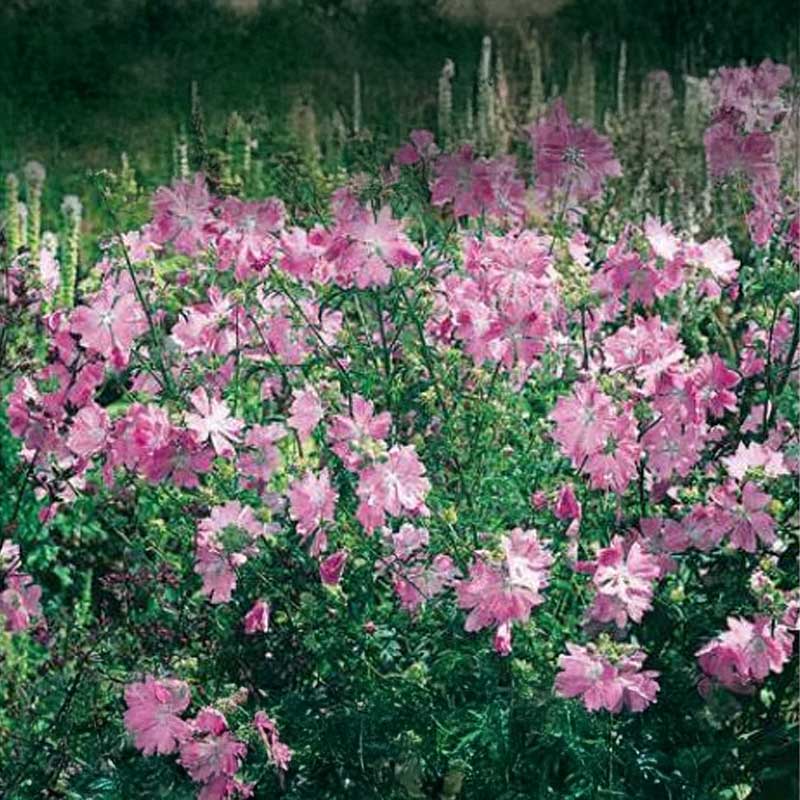 Musk Mallow 'Rosa'