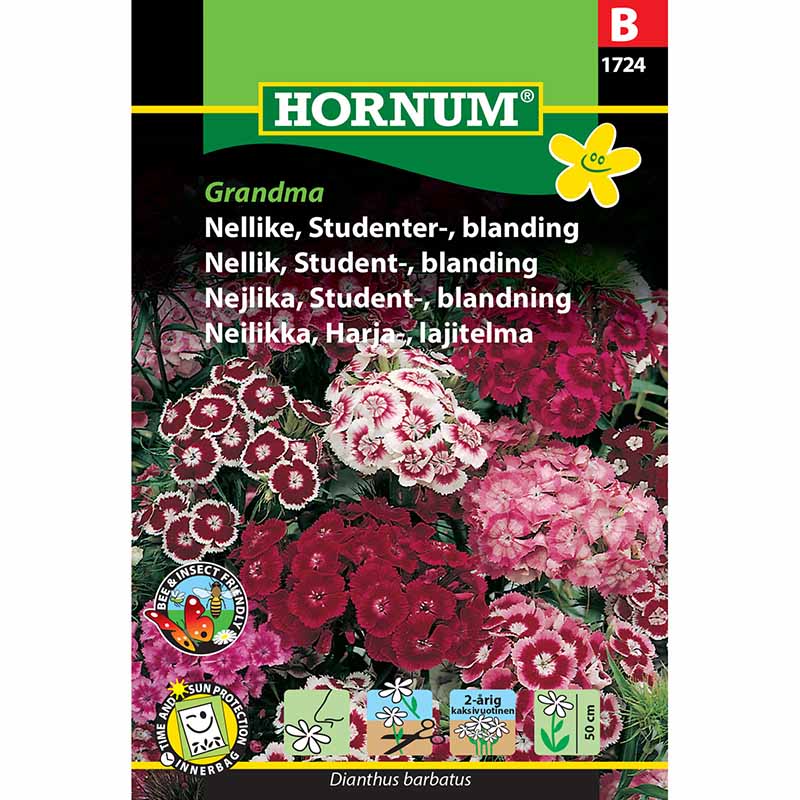 Sweet William 'Grandma'