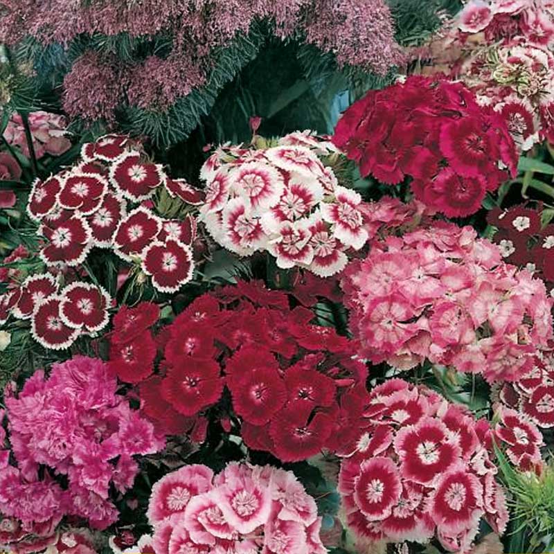 Sweet William 'Grandma'