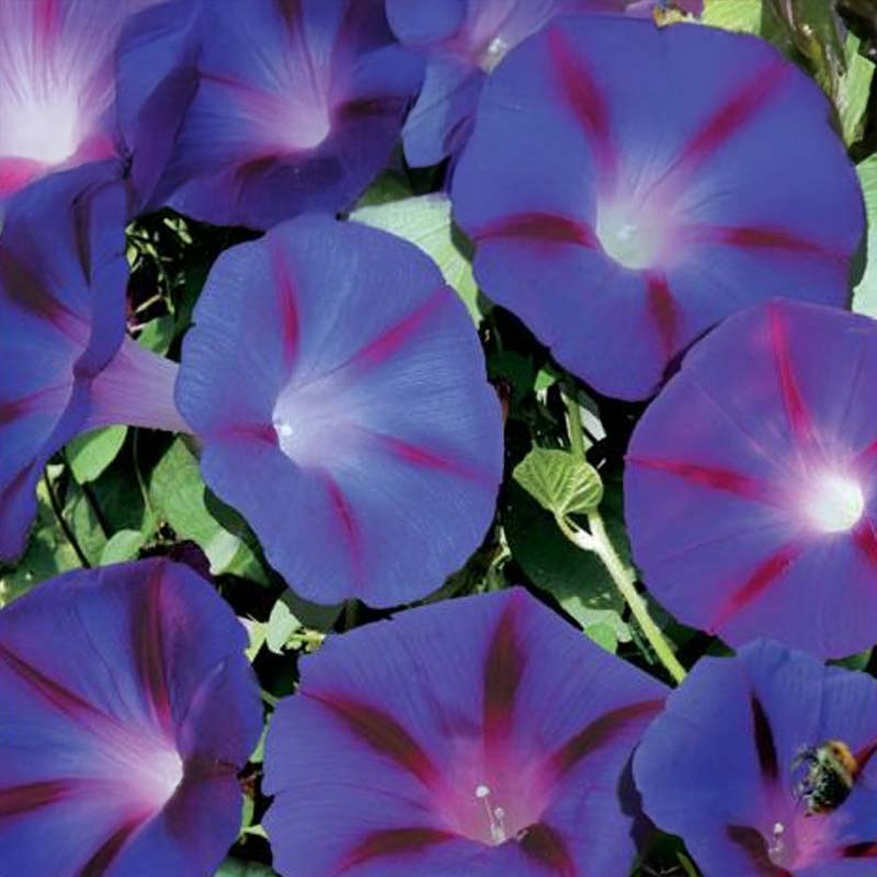 Morning Glory 'Magic Morning'