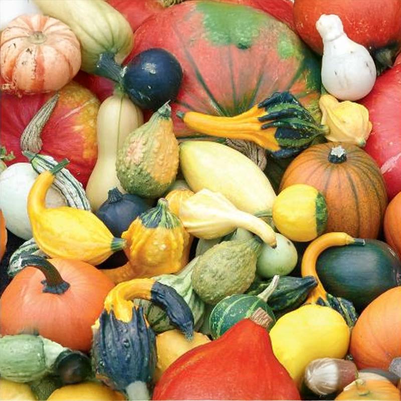 Ornamental Gourd 'Thanksgiving'