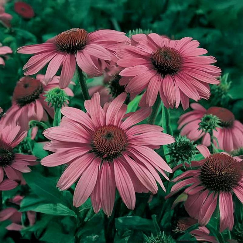 Coneflower 'Clio'