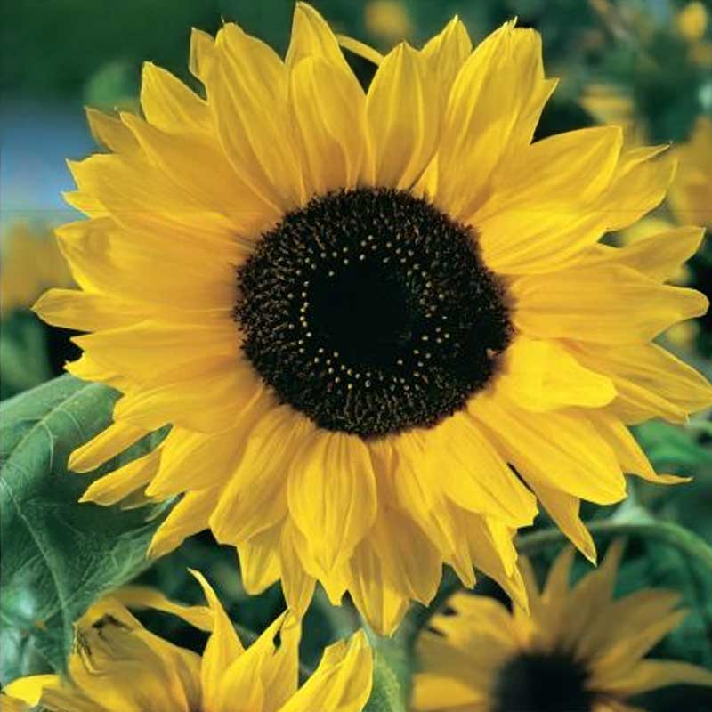 Sunflower 'Gigant'