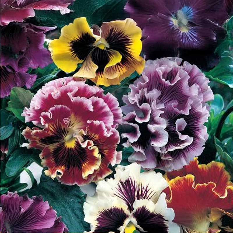 Pansy 'Rococco'