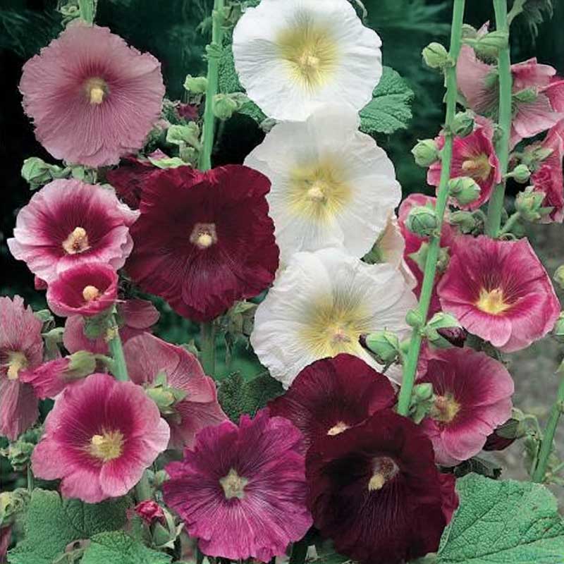 Hollyhock 'Simplex Mix'