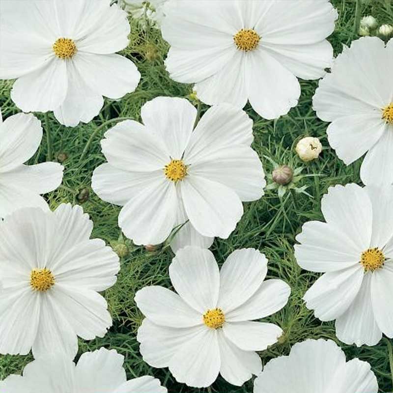 Cosmos 'Sonata White'