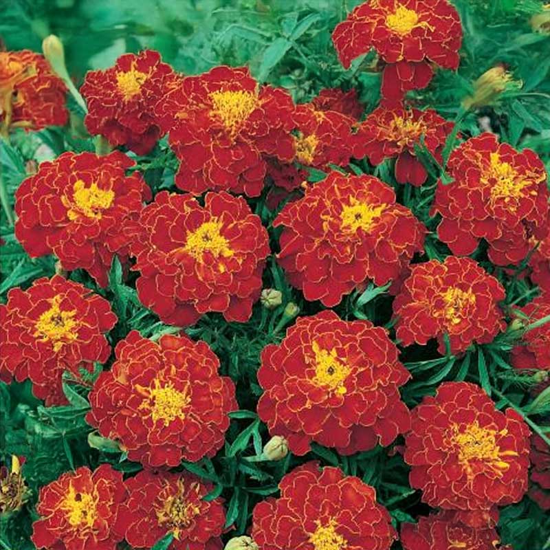 Marigold 'Carmen'