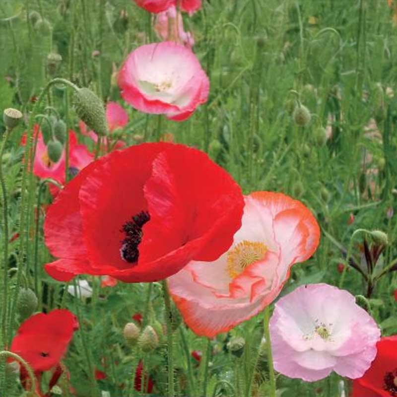 Corn Poppy 'Angels Choir'