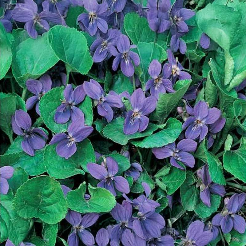 Sweet Violet 'Perfume'