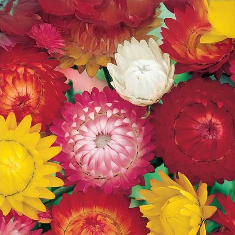 Strawflower 'Koloss'