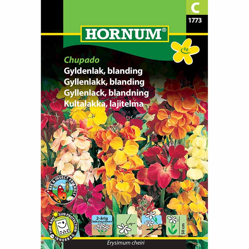 Wallflower 'Chupado'