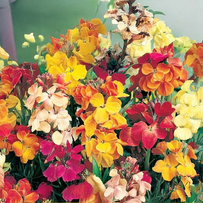 Wallflower 'Chupado'