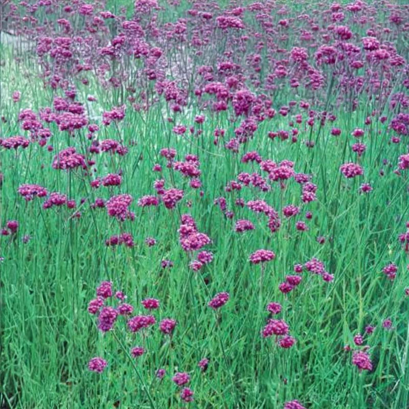 Verbena 'Grace'