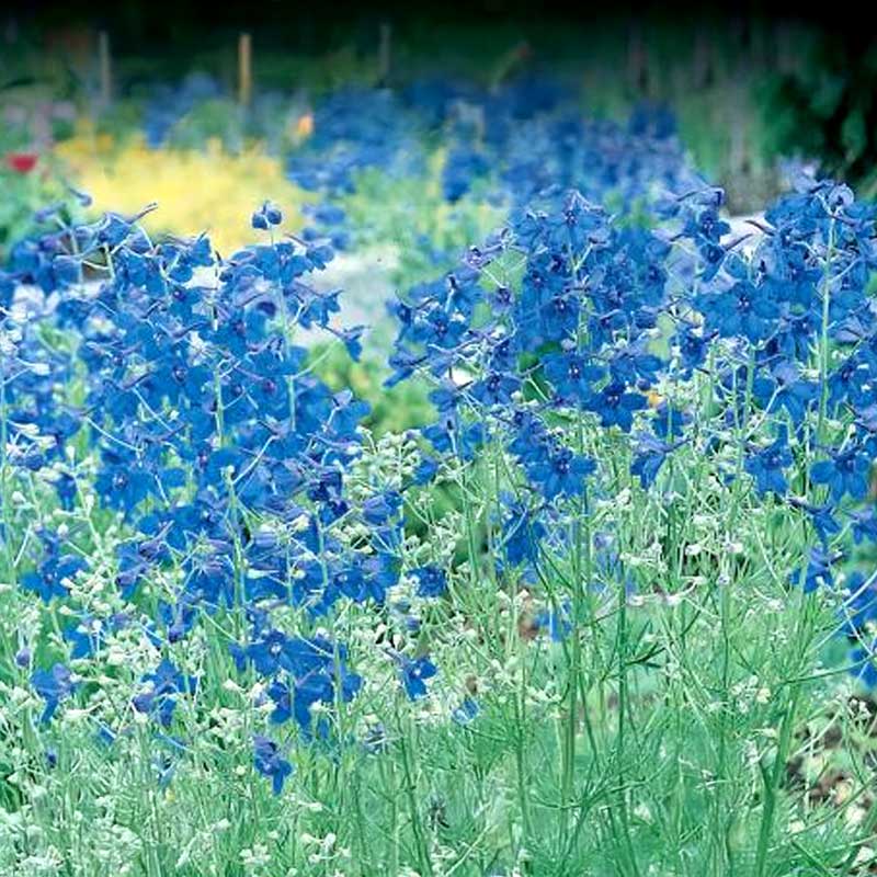 Chinese Larkspur 'Summer Nights'