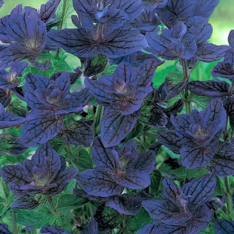 Mealycup Sage 'Blue Monday'