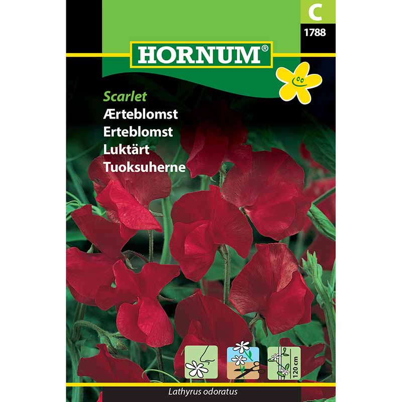 Sweet Pea 'Scarlet'