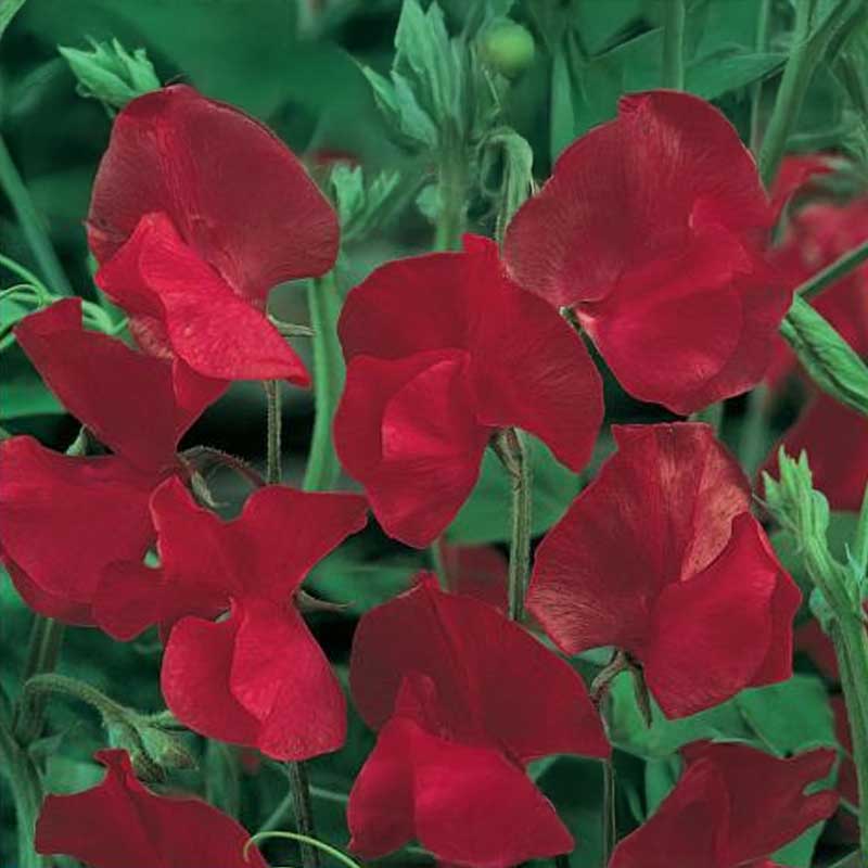 Sweet Pea 'Scarlet'