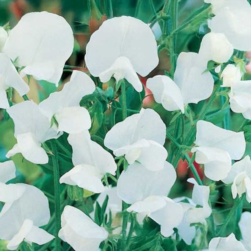 Sweet Pea 'Mammut White'