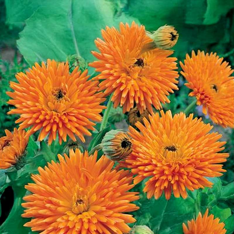 Calendula 'Orange Porcupine'