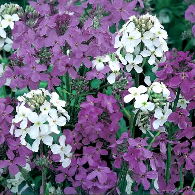 Evening Scented Stock 'Late Violet'