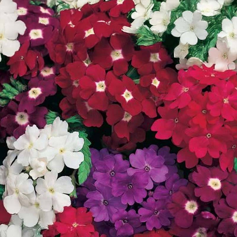 Garden Verbena 'Romance Mix'