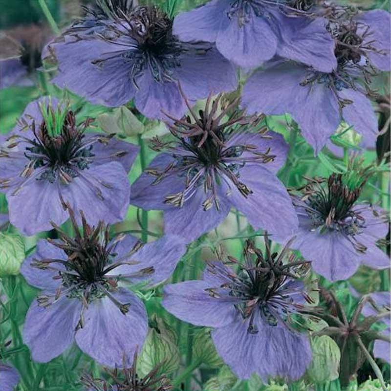 Love-in-a-Mist 'Midnight'