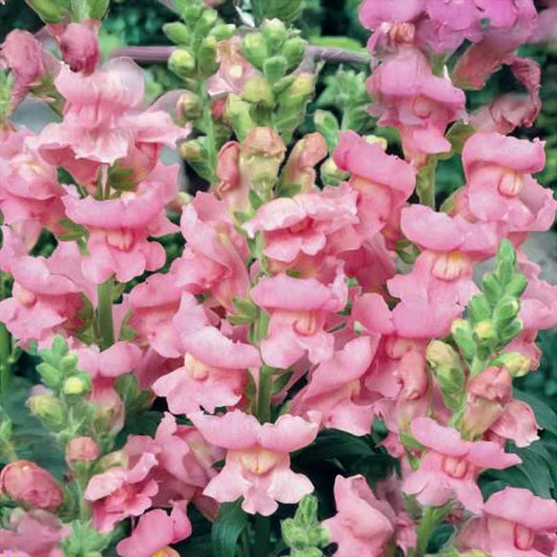 Snapdragon 'Winner'