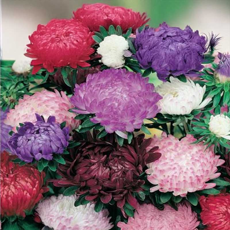 Peony Aster 'Pink Cascade'