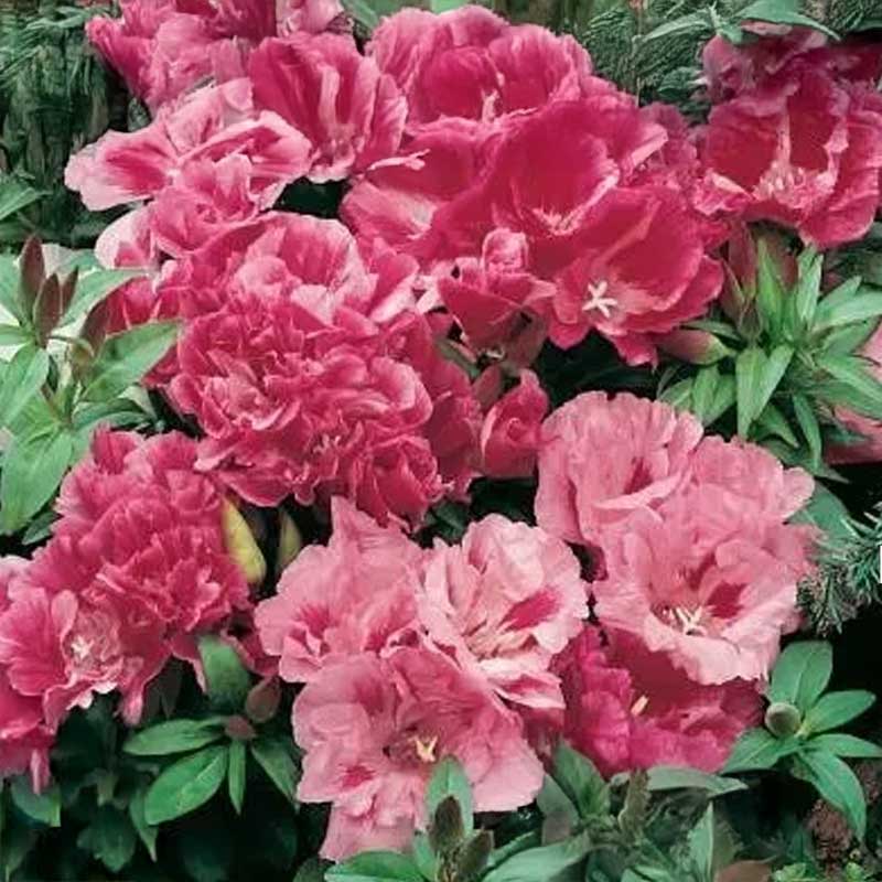 Godetia 'Amoena Mix'
