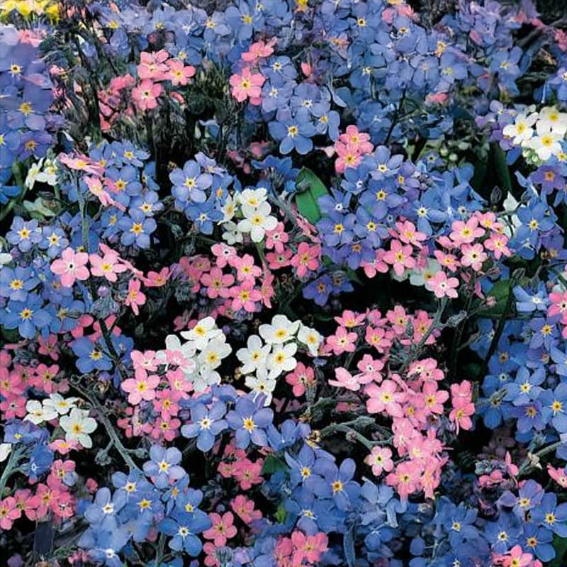 Forget-me-not 'Remember 2'