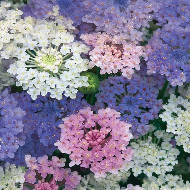 Blue Lace Flower 'Umbrella'