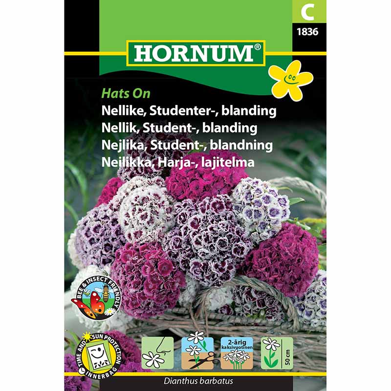 Sweet William 'Hats On'