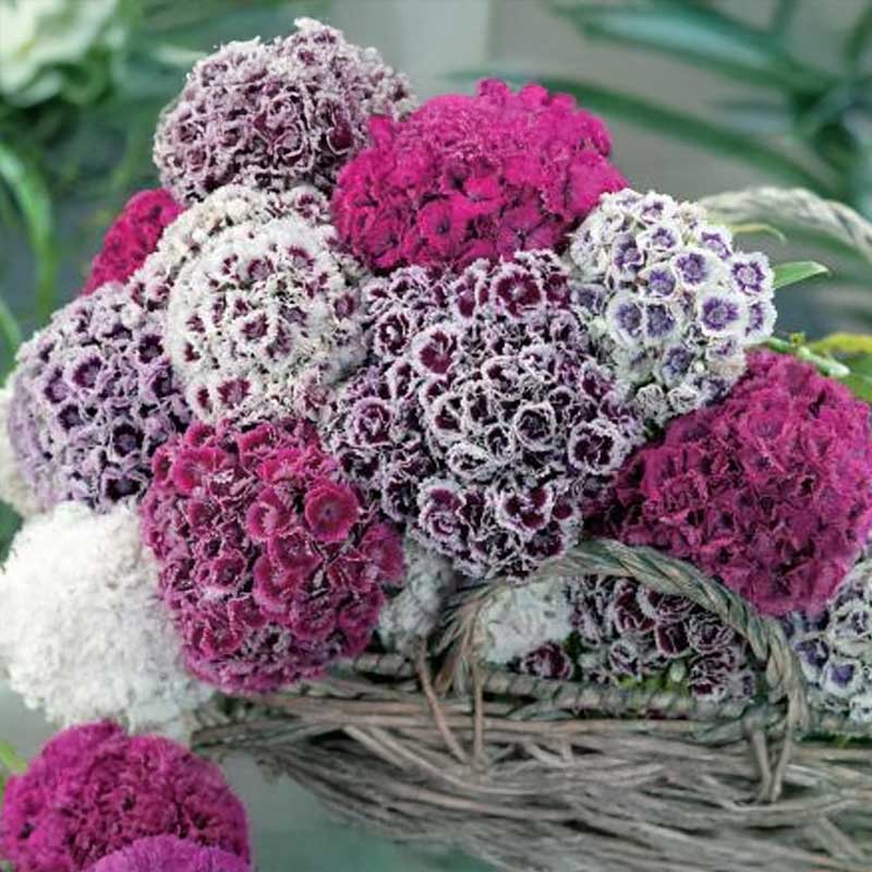 Sweet William 'Hats On'